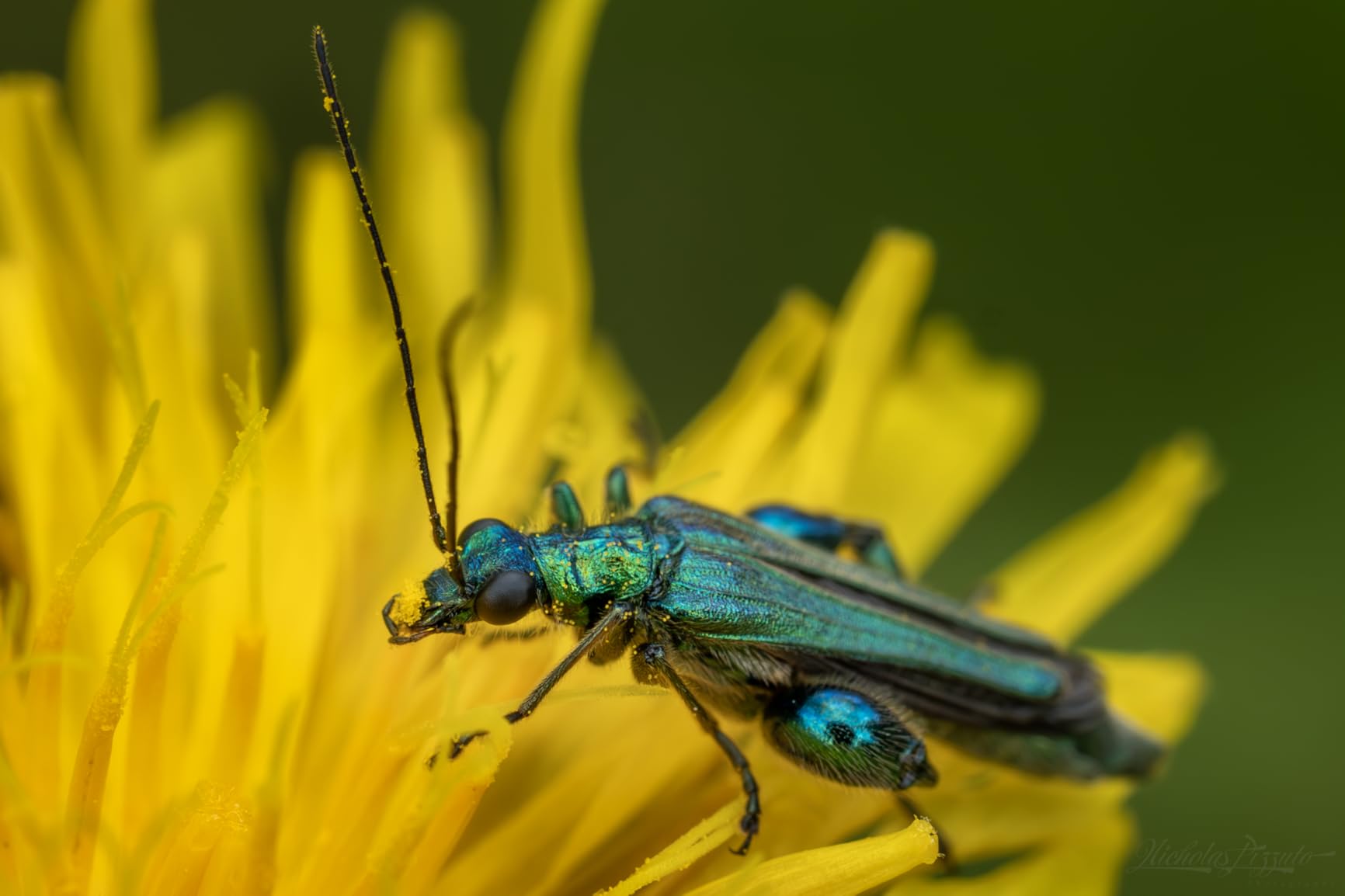 Traumobjektiv für Naturfotografie