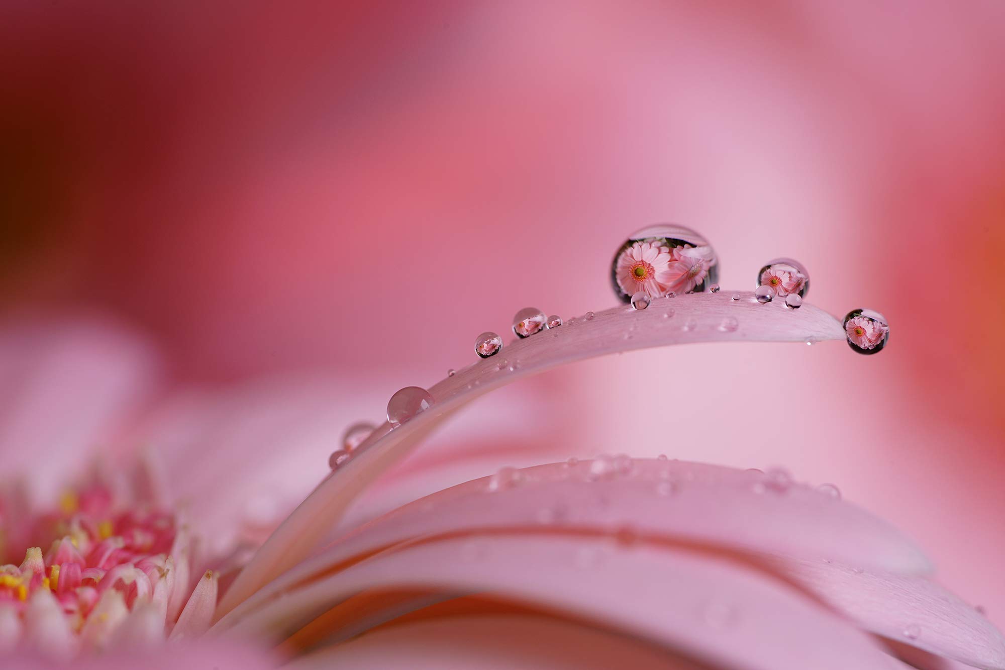 sony-sel90m28g-fe-90mm-f2-8-macro-g-oss-vollformat-makroobjektiv-mit-bildstabili image 6