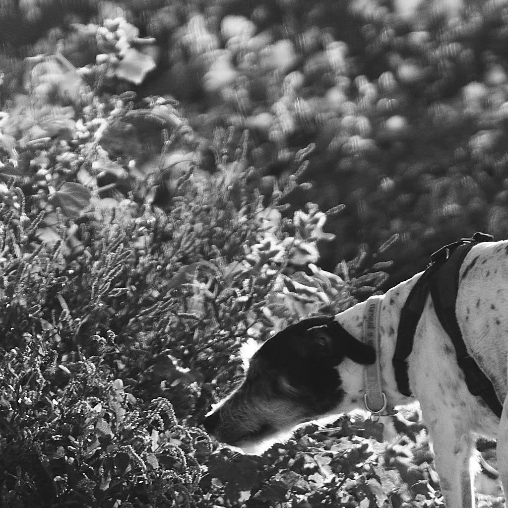 Bokeh wie geschmolzen