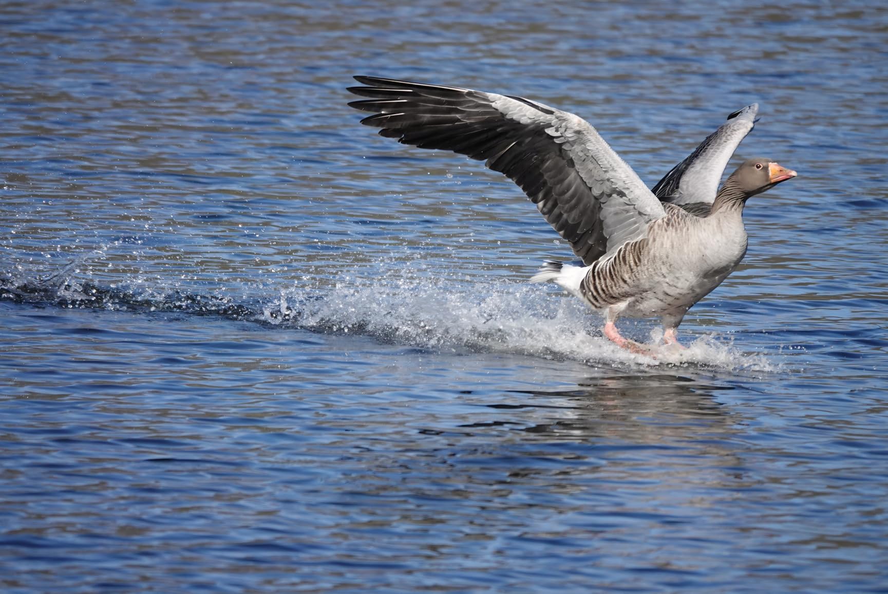 Perfekt für Vogelfotografie